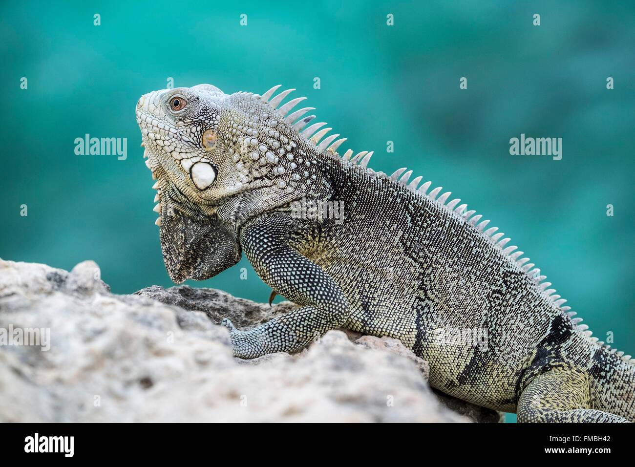 Antilles néerlandaises, l'île de Bonaire, iguane vert (Iguana iguana), homme sur le madrépore Banque D'Images