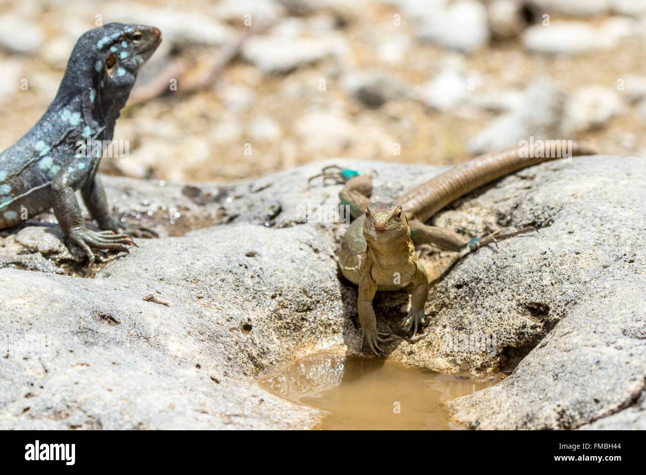 Antilles néerlandaises, Bonaire Island, Washington Slagbaai national park, coureur de Bonaire (Cnemidophorus murinus), homme et Banque D'Images