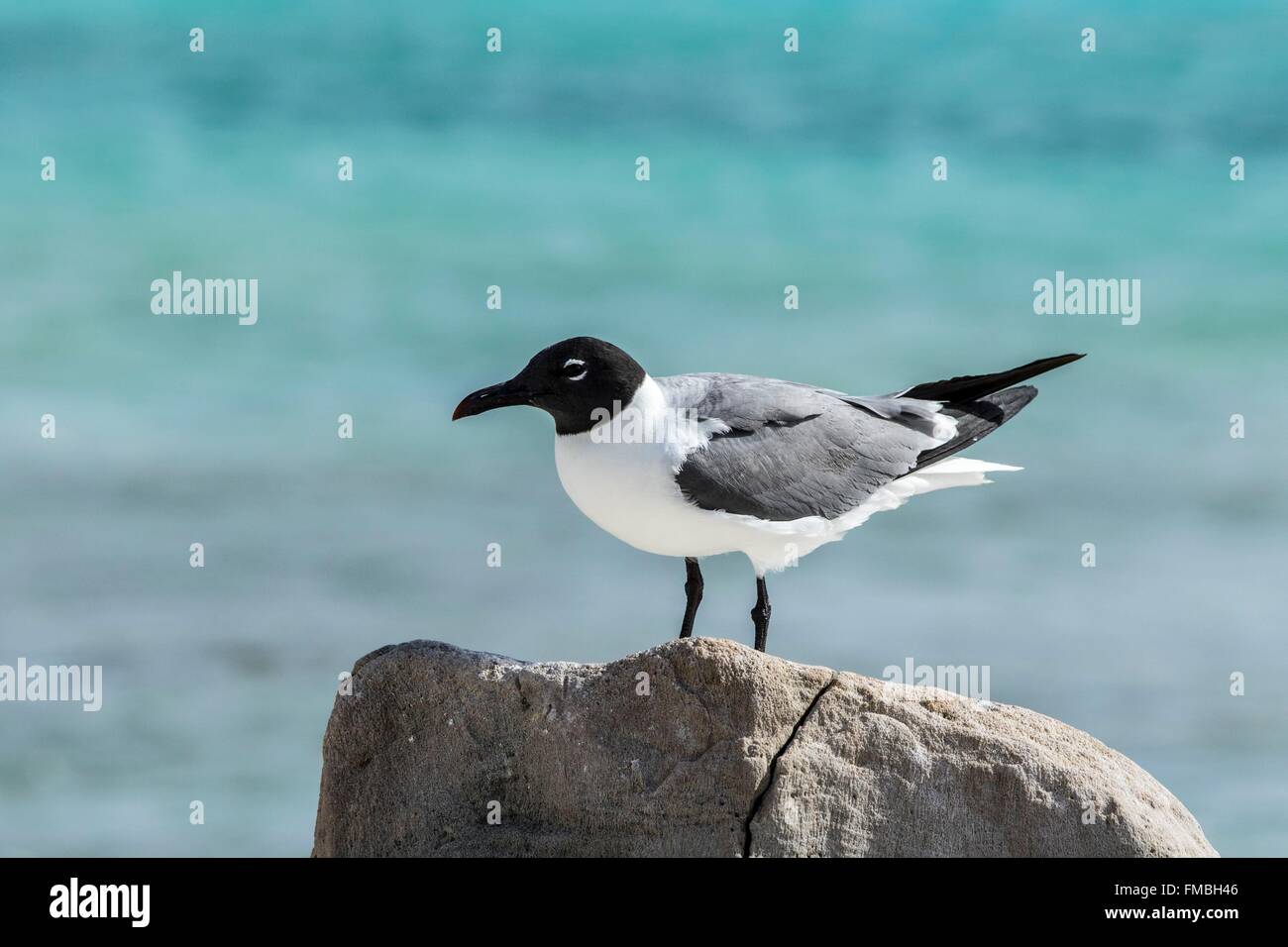 Antilles néerlandaises, l'île de Bonaire, rire Gull (Leucophaeus atricilla) Banque D'Images