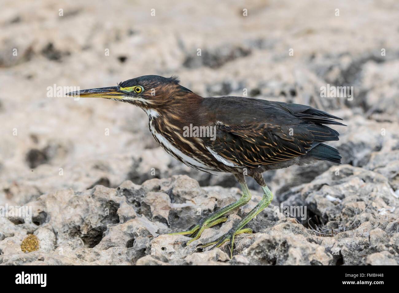 Antilles néerlandaises, Bonaire, île (Butorides striata héron) Banque D'Images