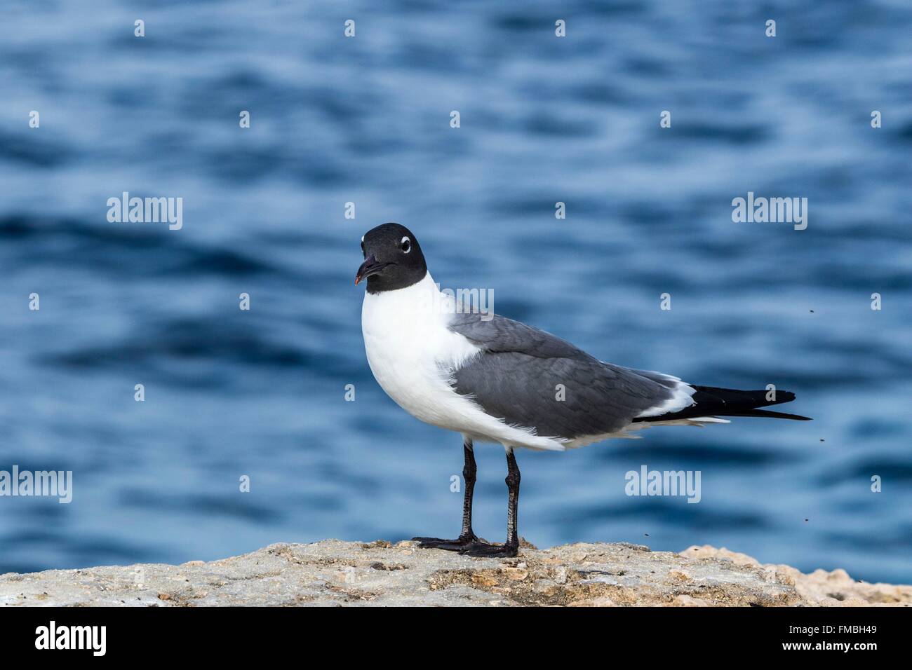 Antilles néerlandaises, l'île de Bonaire, rire Gull (Leucophaeus atricilla) Banque D'Images