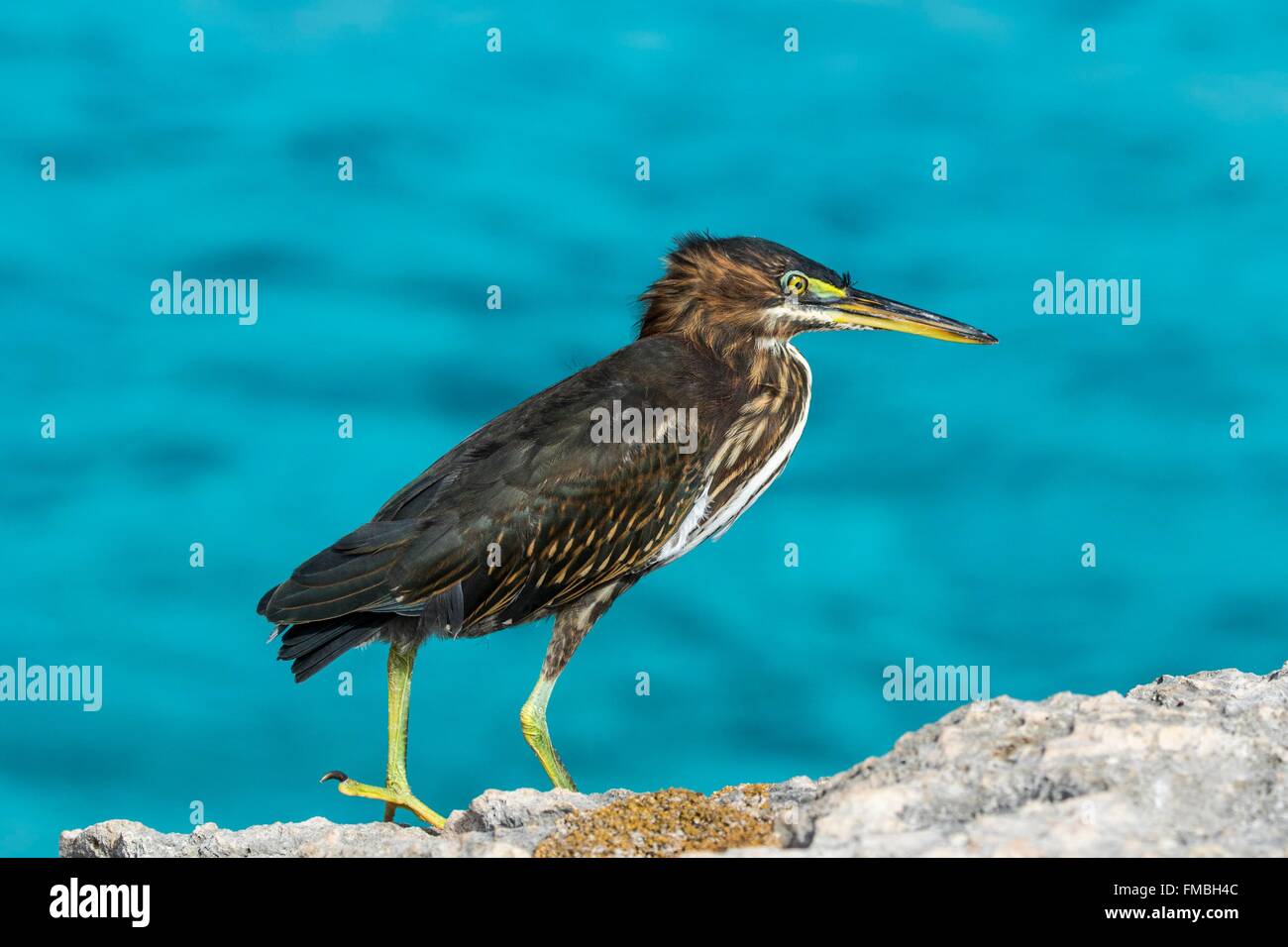 Antilles néerlandaises, Bonaire, île (Butorides striata héron) Banque D'Images