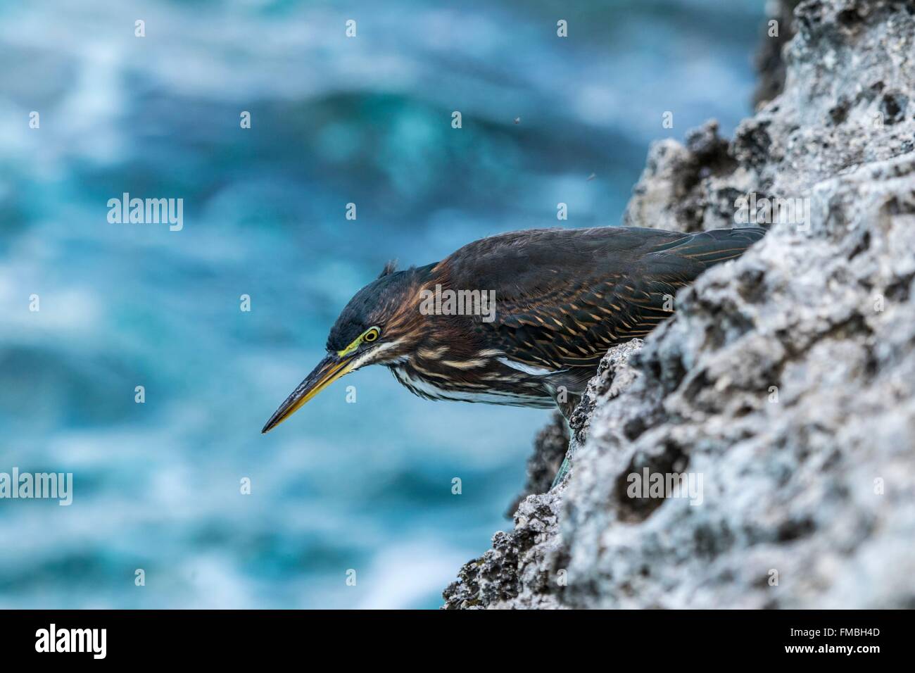 Antilles néerlandaises, Bonaire, île (Butorides striata héron) Banque D'Images