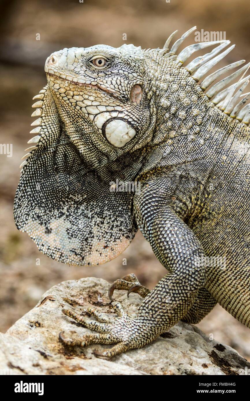 Antilles néerlandaises, l'île de Bonaire, iguane vert (Iguana iguana), homme sur le madrépore Banque D'Images