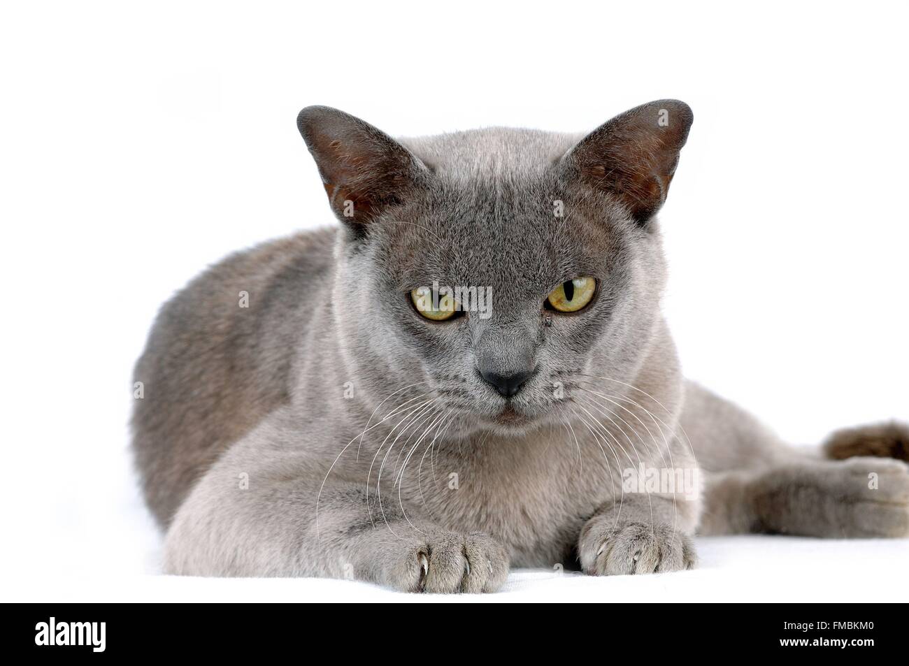 Chat (Felis silvestris catus), chat Birman Banque D'Images