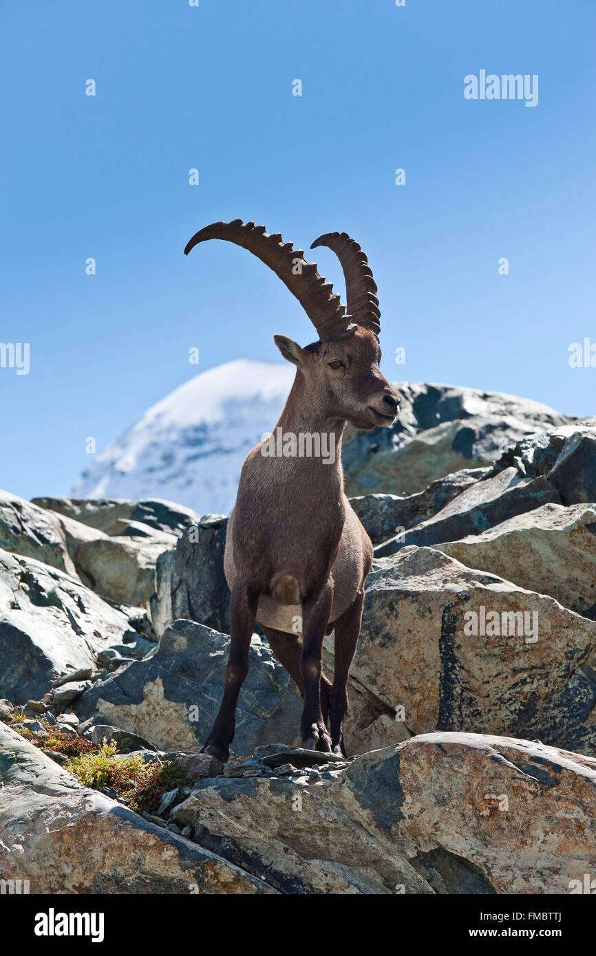 Suisse, Valais, bouquetin (Capra ibex) Banque D'Images