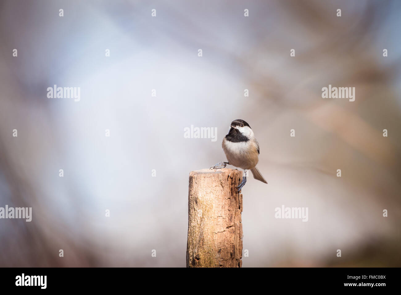 Mésange noire assise sur un post. Banque D'Images