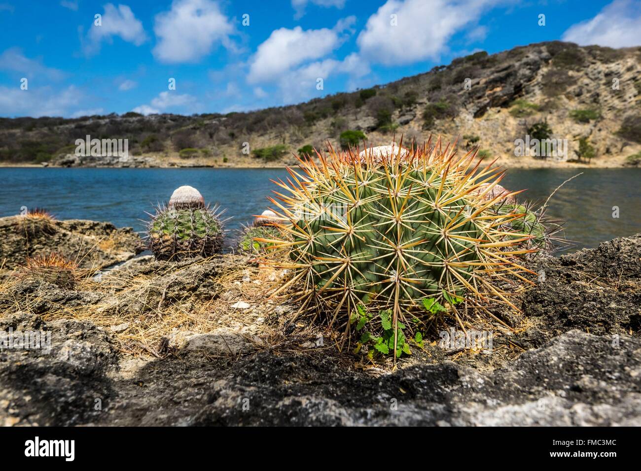 Antilles néerlandaises, l'île de Bonaire, cactus sur la banque de l'Saliña Goto Banque D'Images