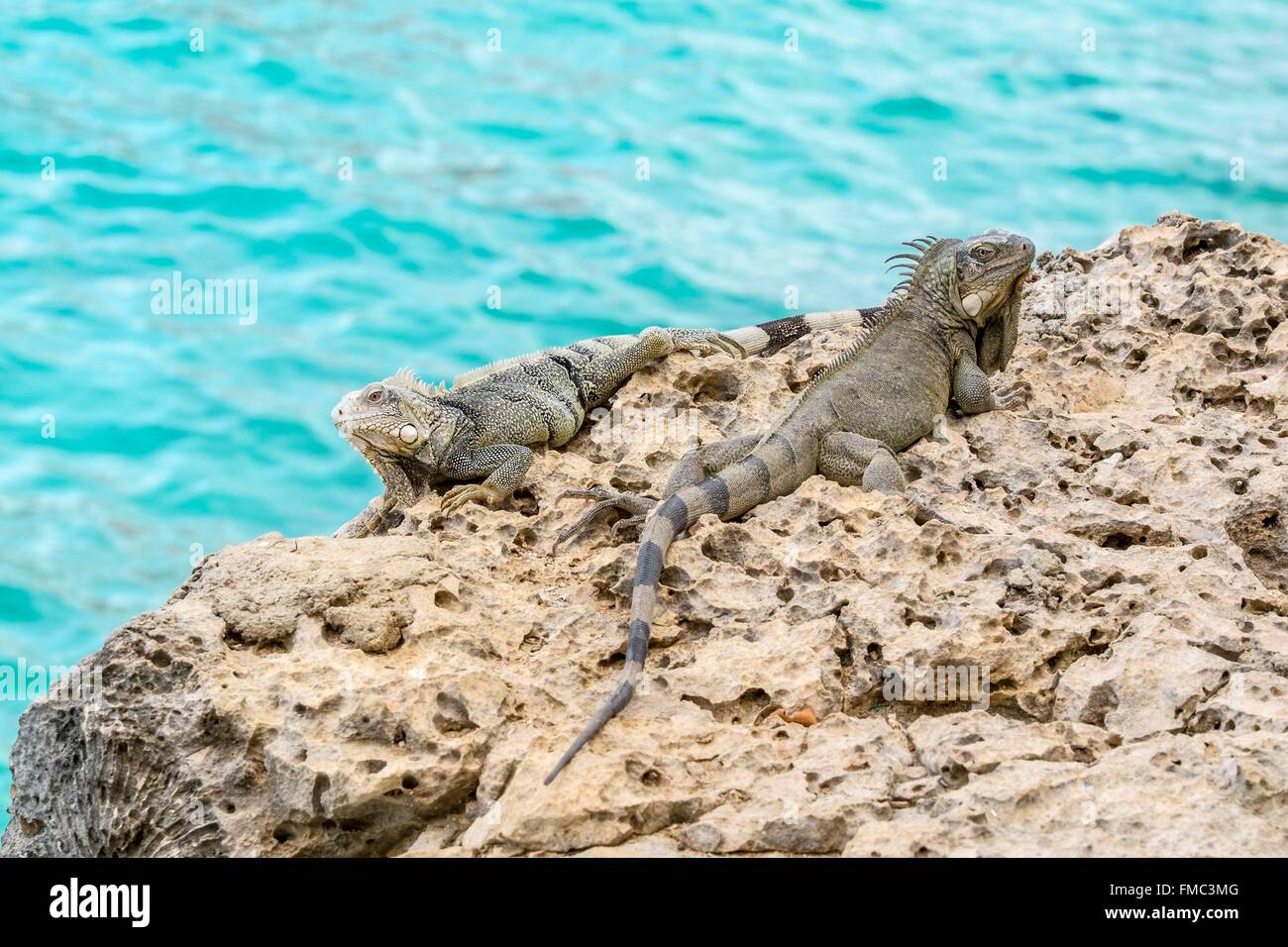 Antilles néerlandaises, l'île de Bonaire, iguane vert (Iguana iguana), les hommes sur le madrépore Banque D'Images