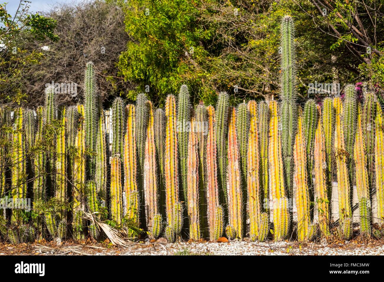 Antilles néerlandaises, l'île de Bonaire, typique bord de cactus Banque D'Images