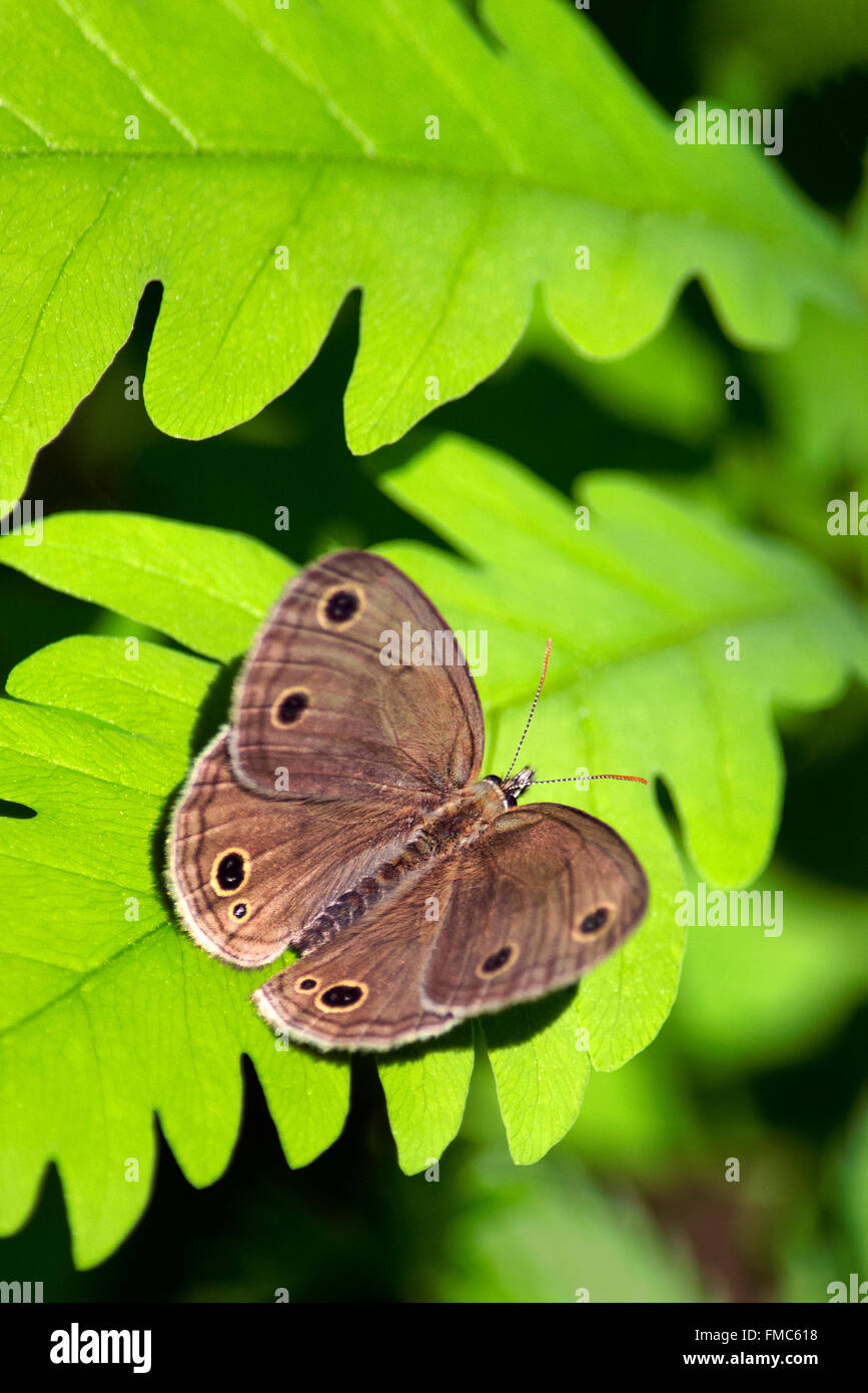 Peu de bois avec des ailes de papillon Satyre au repos ouvert sur une feuille de fougère vert vif en habitat boisé. Banque D'Images