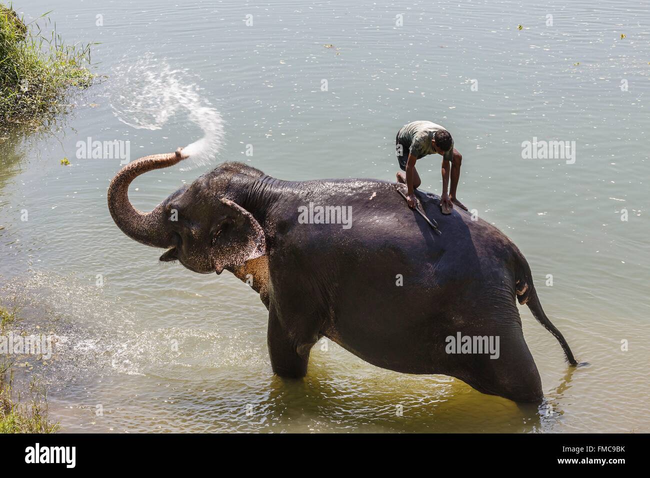 Le Népal, zone Narayani, Chitwan, éléphant baignoire dans la rivière Rapti Budhi Banque D'Images