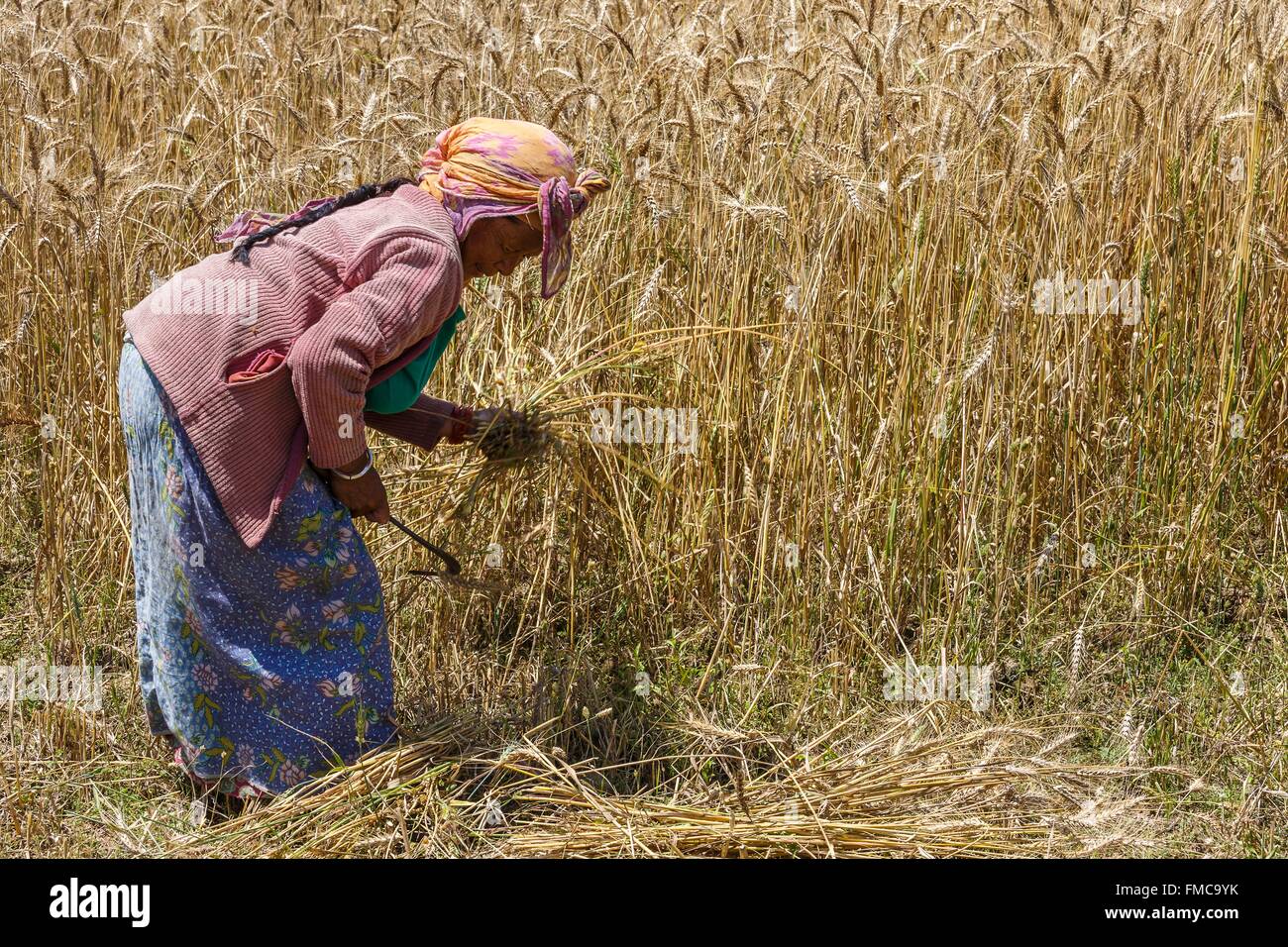 Le Népal, zone Bagmati, Chunikel la récolte de blé de la femme, Banque D'Images