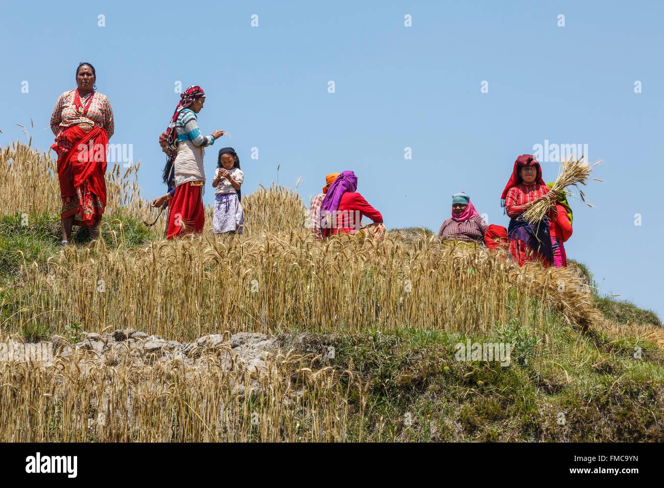 Le Népal, zone Bagmati, Chunikel la récolte du blé, les femmes Banque D'Images
