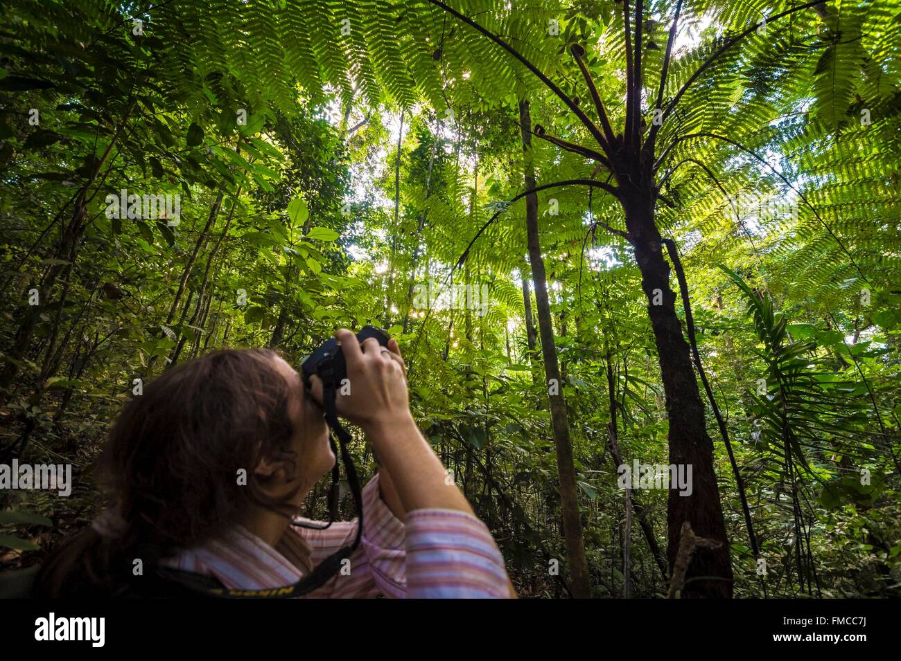 France, Guyana, Guyane Française, Parc amazonien zone cœur, Camopi, photographie scientifique une fougère arborescente sur le mont Itoupe (830 m), Banque D'Images