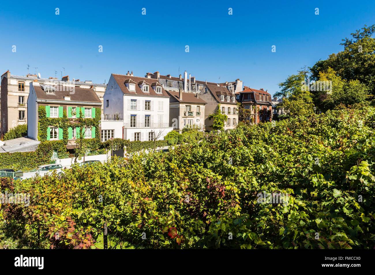 France, Paris, la vigne de Montmartre, dont le nom officiel est le Clos Montmartre Banque D'Images