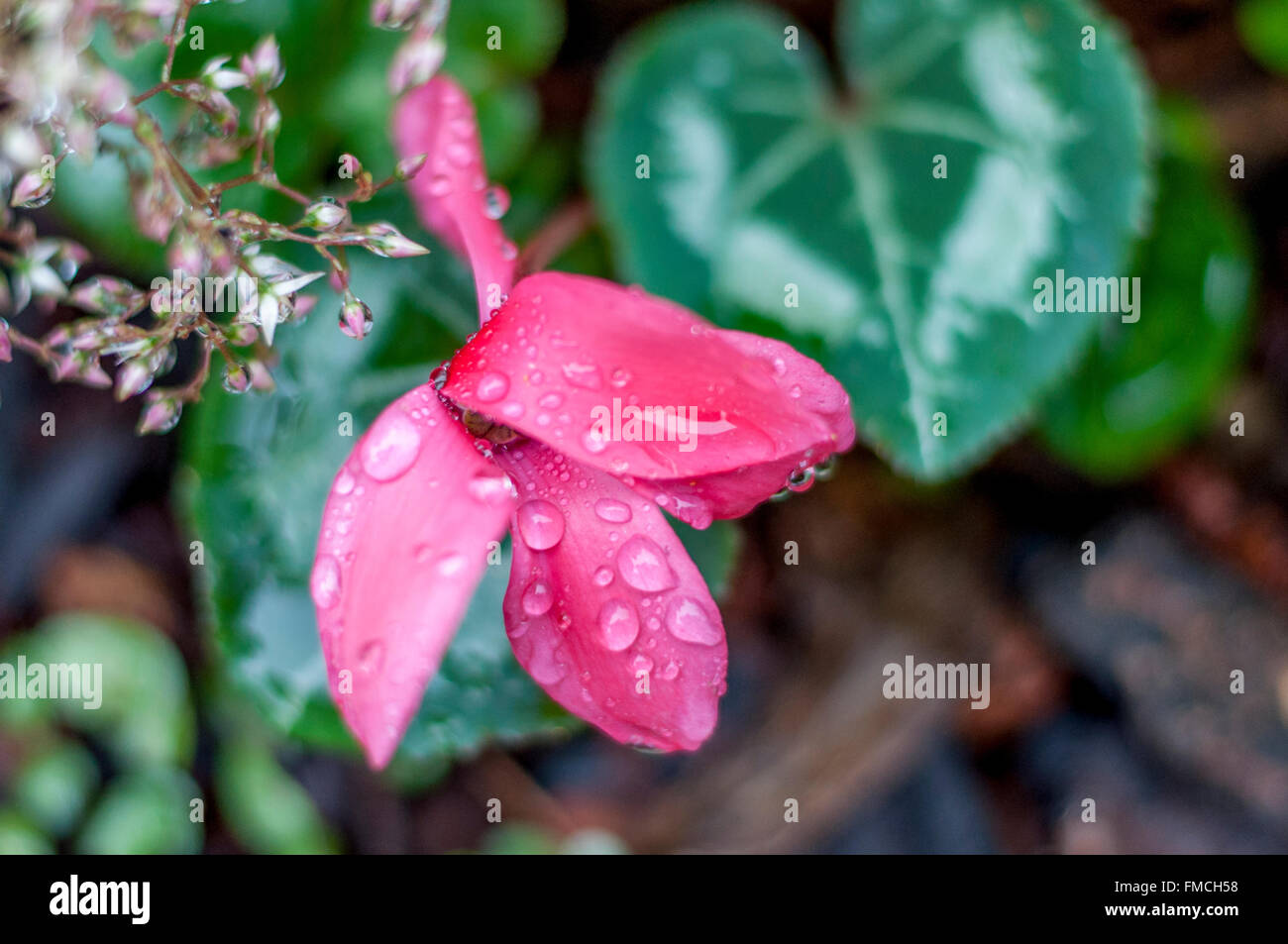 Close up de cyclamen rose blossom, gouttes de pluie sur les pétales w/ feuilles en forme de cœur en vue d'au-dessus dans la pluie, le jardin de fleurs jardin botanique macro abstrait. Banque D'Images