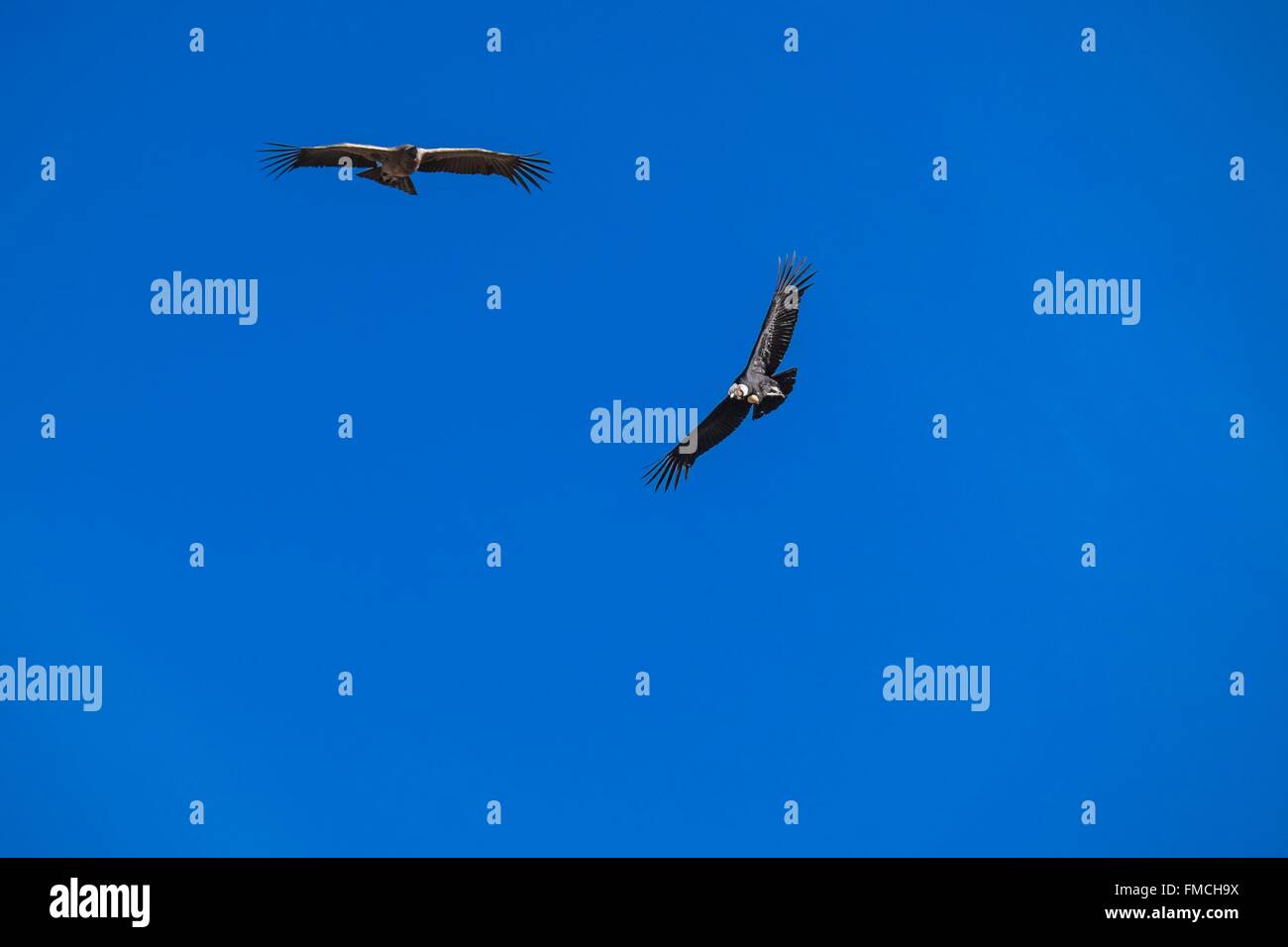 Pérou, Arequipa, canyon de Colca, Province Mirador Cruz del Condor (alt : 3287m), arrêt pour voir les condors Banque D'Images