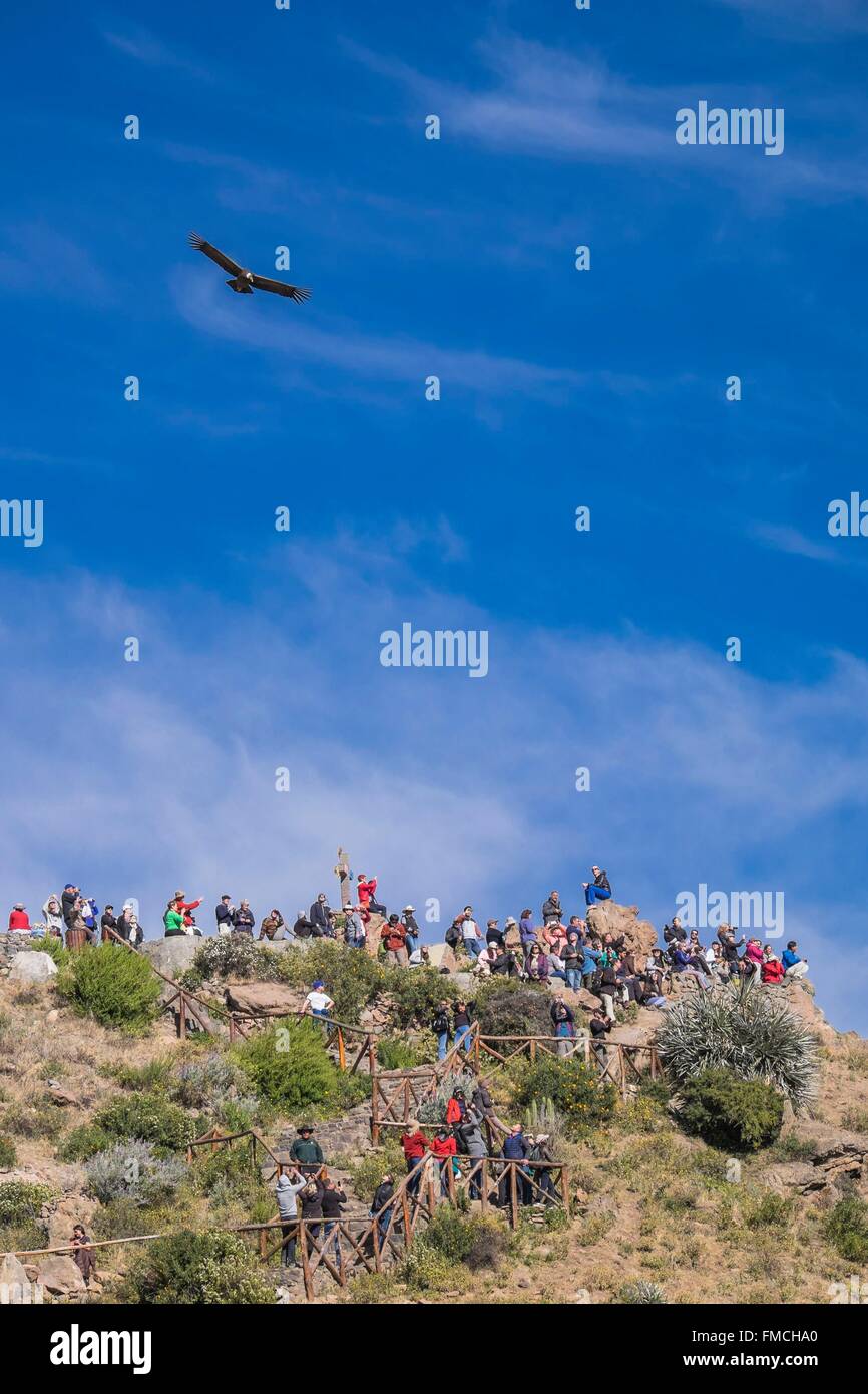 Pérou, Arequipa, canyon de Colca, Province Mirador Cruz del Condor (alt : 3287m), arrêt pour voir les condors Banque D'Images