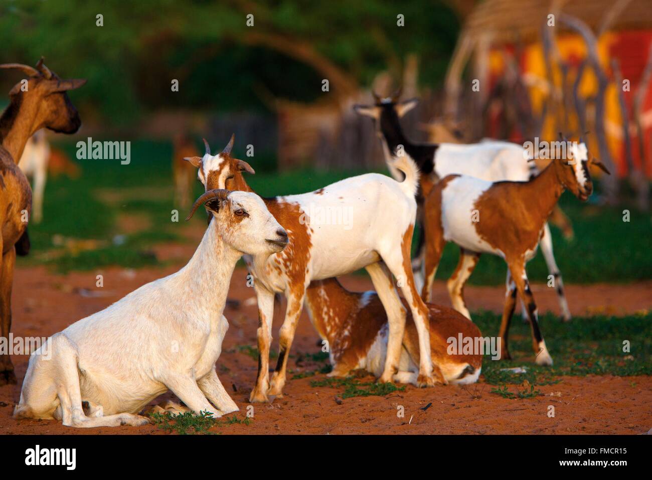 Sénégal, Sahel, région de Ferlo, Widou Thiengoly, troupeau de chèvres Banque D'Images
