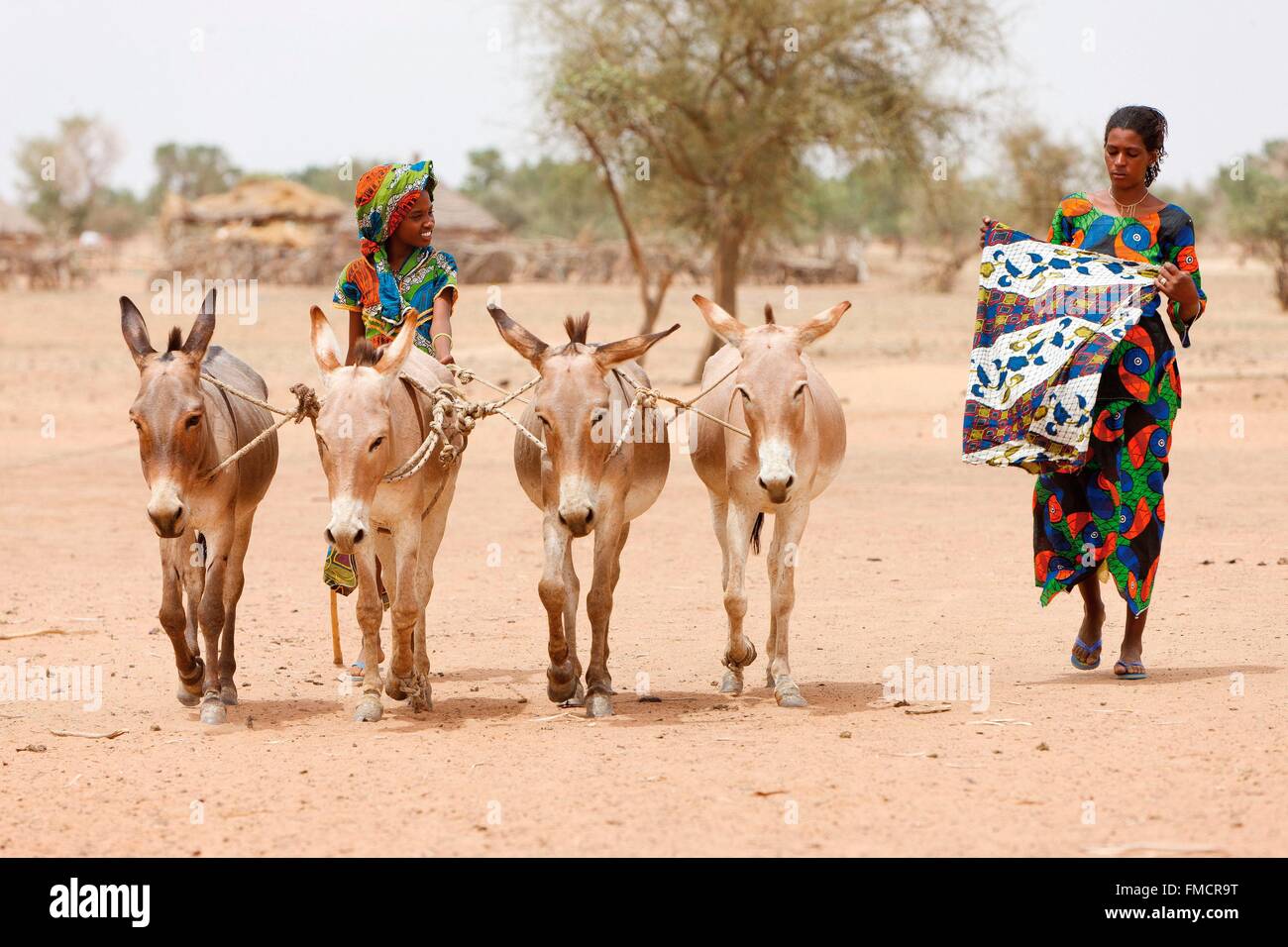 Sénégal, Sahel, région de Ferlo, Widou Thiengoly, remorquer des ânes Banque D'Images