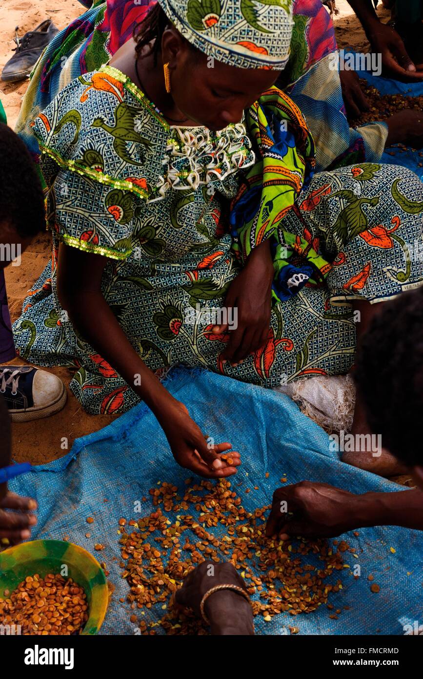 Sénégal, Sahel, région de Ferlo, Widou Thiengoly, graines de tri Banque D'Images