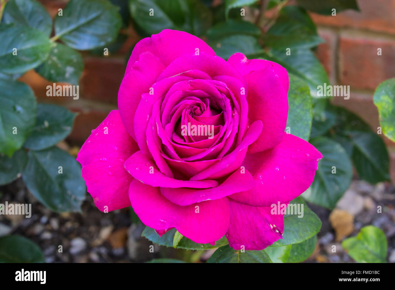 Rose rouge fleur dans les jardins de l'abbaye de Lacock Banque D'Images