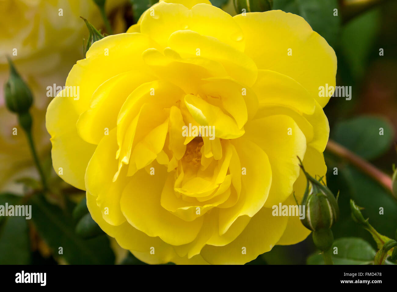 Rose jaune fleur dans les jardins de l'abbaye de Lacock Banque D'Images