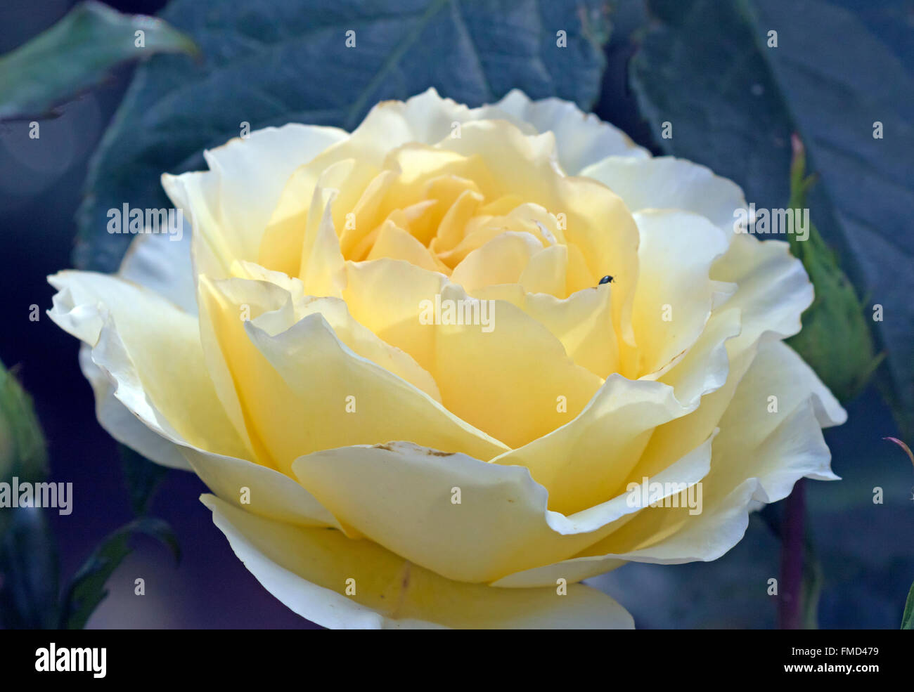 Rose jaune illustrée à Avebury Manor Gardens, Wiltshire, UK Banque D'Images