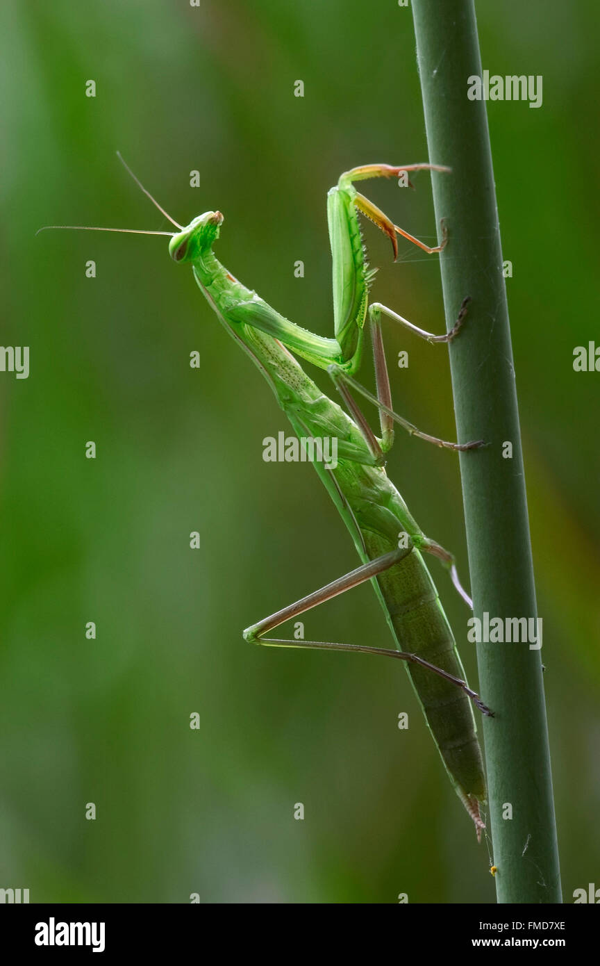 Mantis Européenne / la mante religieuse (Mantis religiosa) escalade manette en herbe meadow Banque D'Images