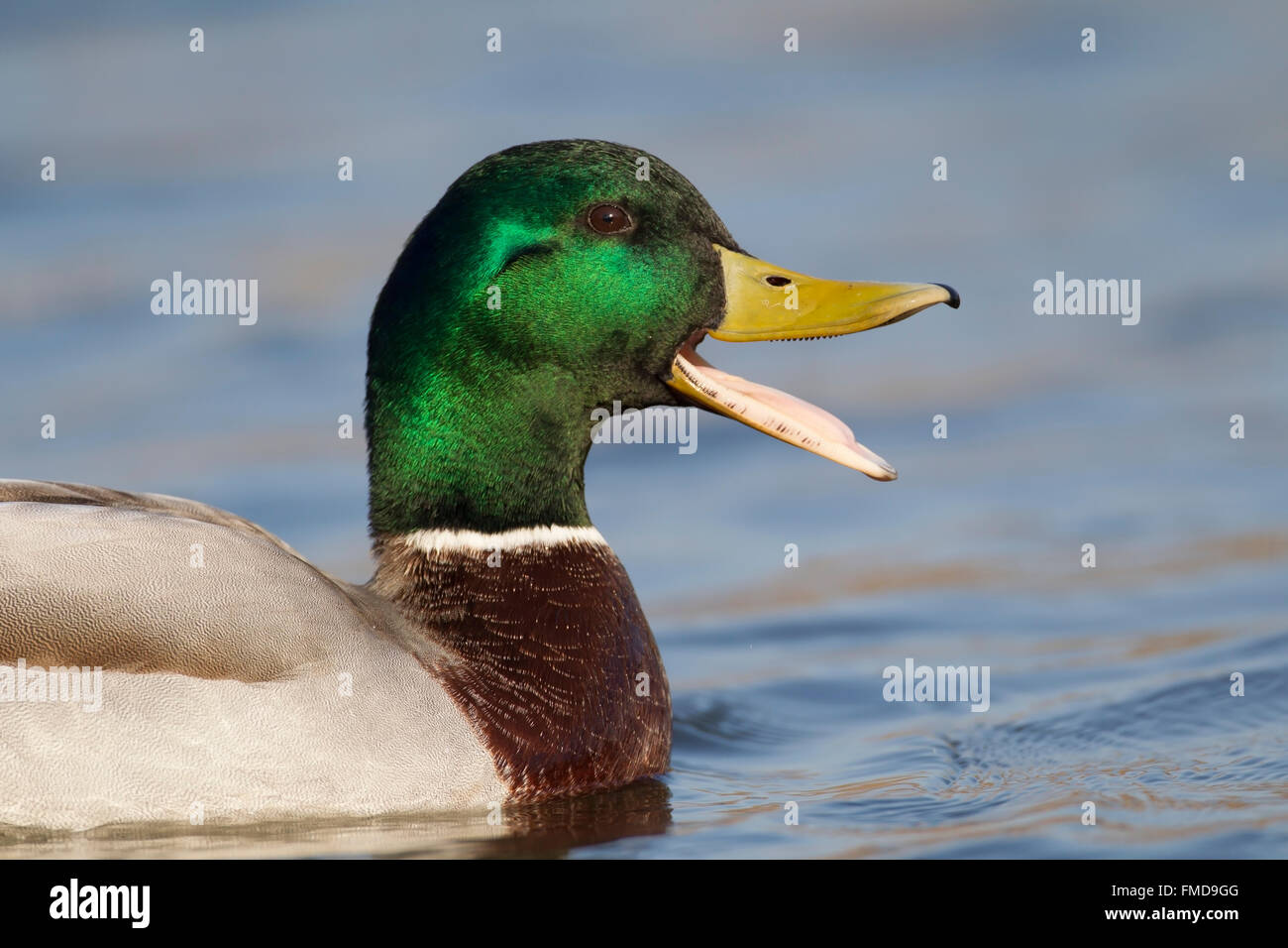 Le Canard colvert (Anas platyrhynchos), Drake, appelant avec bec ouvert, Norfolk, Royaume-Uni Banque D'Images