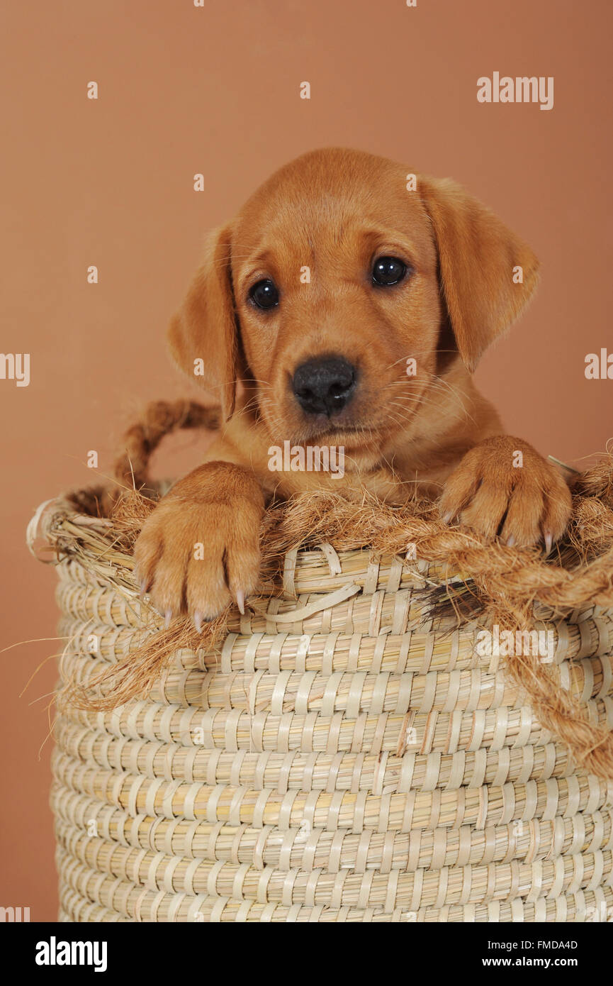 Labrador retriever puppy, jaune, dans panier Banque D'Images