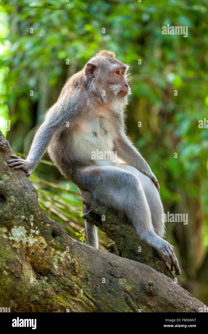 Manger du crabe macaque (Macaca fascicularis) assis sur le tronc d'arbre, forêt des singes d'Ubud, Sacred Monkey Forest Sanctuary, Padangtegal Banque D'Images
