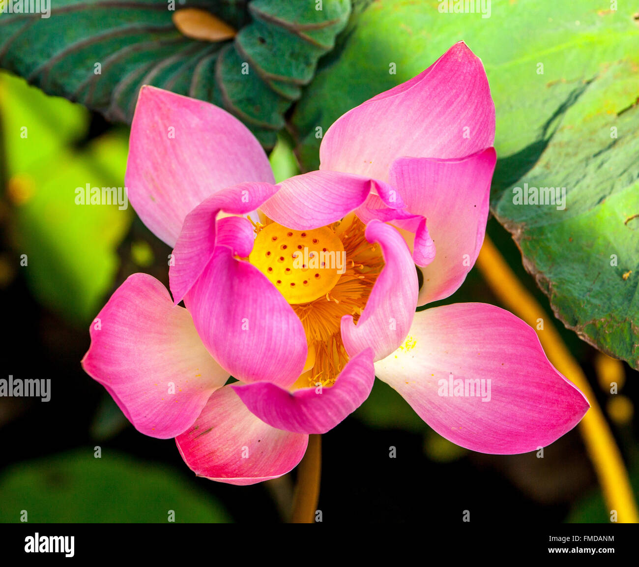 Fleur de Lotus (Nelumbo nucifera), temple Pura Taman Saraswati, Ubud, Bali, Indonésie Banque D'Images