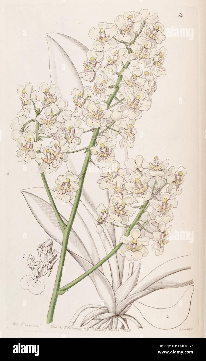 La planche 14 du 'Edwards's Botanical Register' présente des illustrations détaillées d'espèces végétales, offrant un premier enregistrement des découvertes botaniques et des classifications au XIXe siècle, contribuant à l'étude de la biologie végétale et de l'horticulture. Banque D'Images