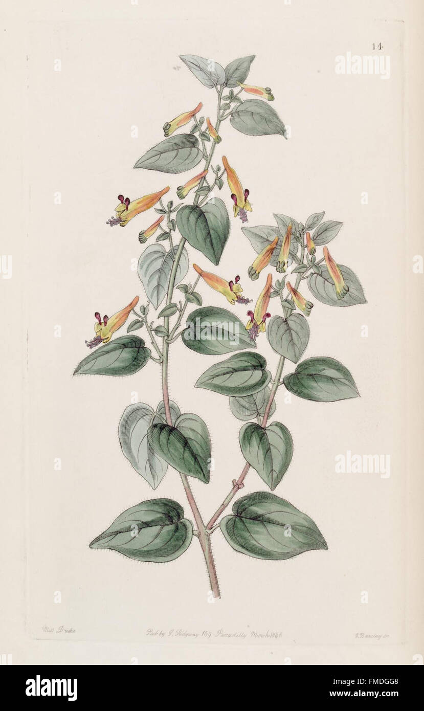 La planche 14 du Registre botanique d'Edwards présente une illustration d'une espèce végétale particulière, capturant sa structure détaillée, ses couleurs et ses caractéristiques naturelles, dans le cadre d'une étude botanique en cours sur les variétés végétales. Banque D'Images