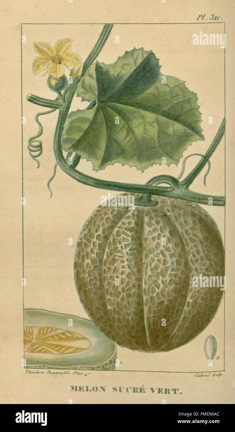 Flore mC3A9dicale des Antilles, ou, TraitC3A9 des plantes usuelles (Pl. 321) Banque D'Images