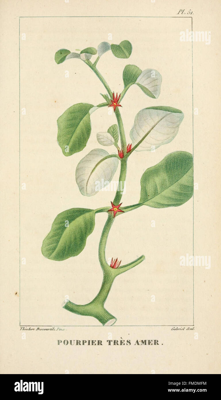 La planche 51 de 'flore pittoresque et médicale des Antilles' présente des illustrations détaillées de la flore des Antilles, mettant l'accent sur les plantes médicinales utilisées en médecine traditionnelle. Banque D'Images