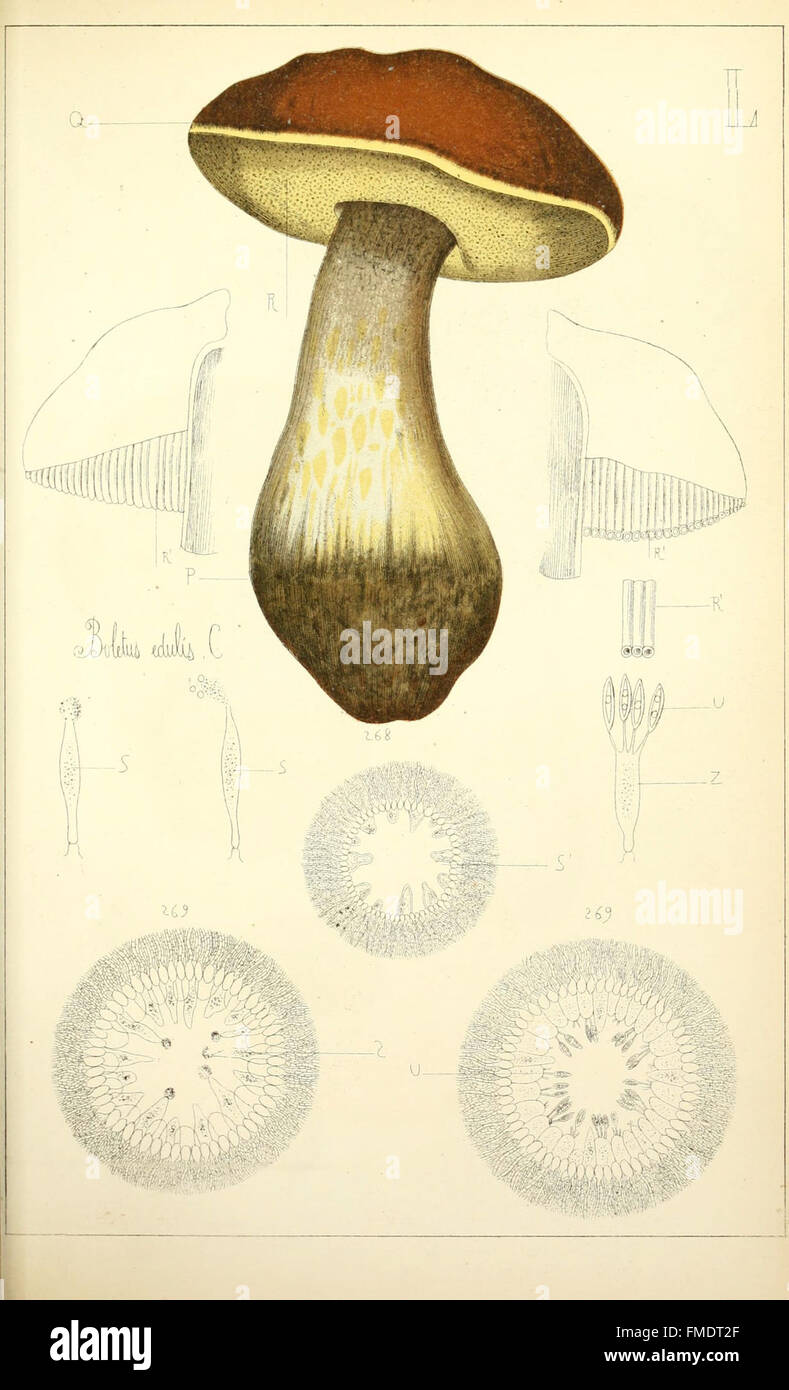 Histoire naturelle des champignons comestibles et vC3A9nC3A9neux (Pl. L) Banque D'Images