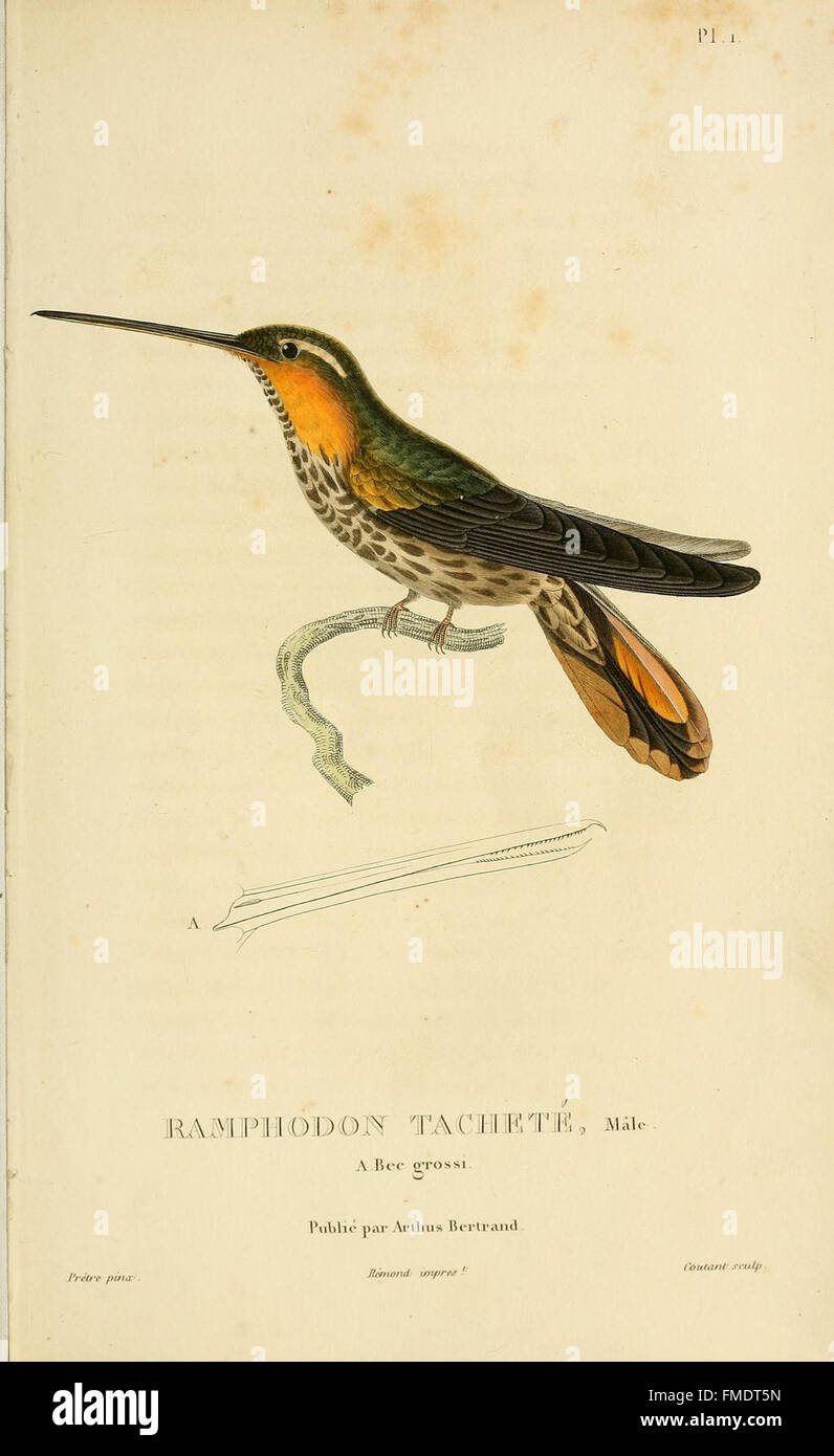 Histoire naturelle des colibris (Pl. 1) Banque D'Images