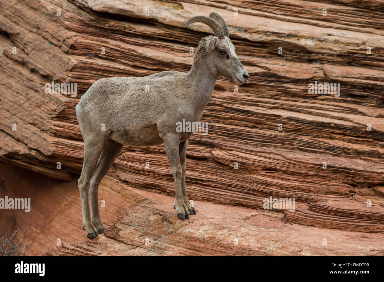 Mouflon désert permanent brebis sur slick rock, Zion National Park, Utah Banque D'Images