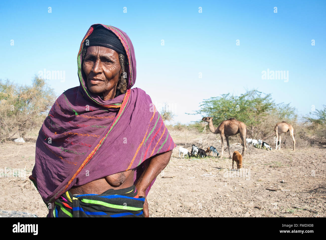 Femme appartenant à la tribu des Afar. Derrière elle, certains animaux appartenant à sa famille est visible (Éthiopie) Banque D'Images