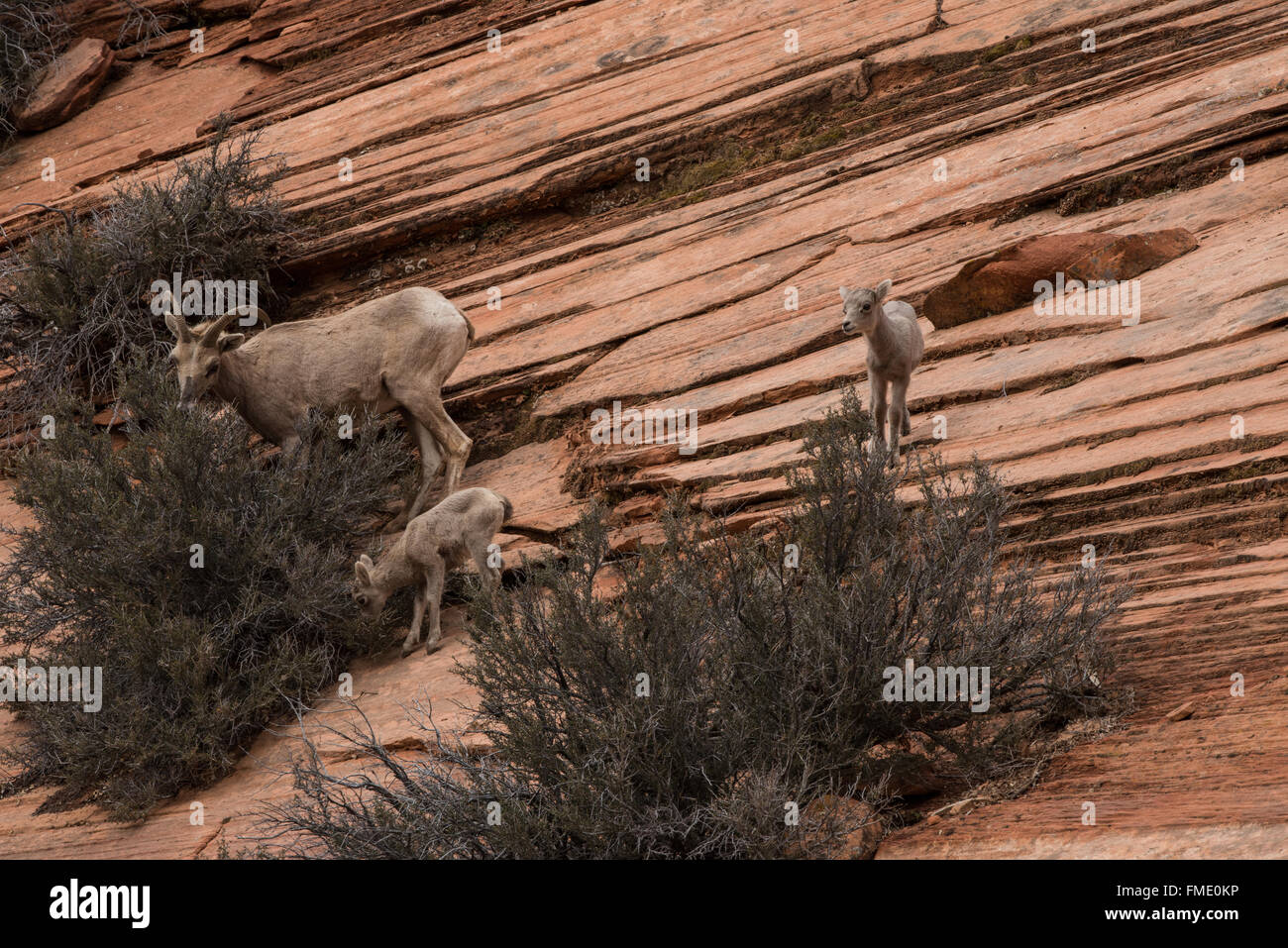 Désert mouflons de groupe familial, Zion National Park, Utah Banque D'Images