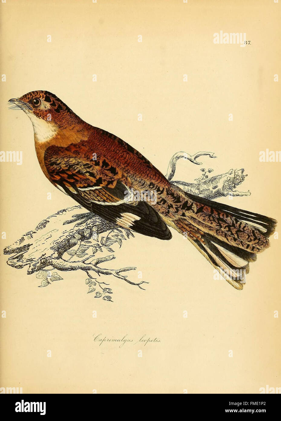 Illustrations de l'ornithologie (87) plaque de couleur Banque D'Images