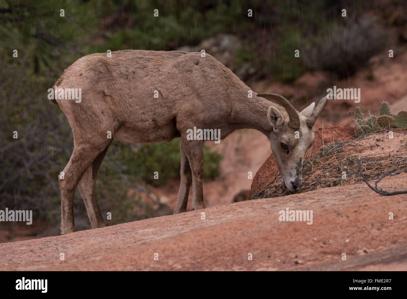 Désert le mouflon d'ewe, Zion National Park, Utah Banque D'Images