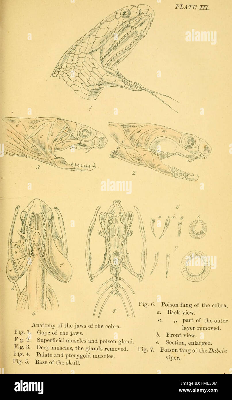 La planche III de 'Indian Snakes' présente une illustration détaillée de diverses espèces de serpents indigènes de l'Inde, soulignant leurs caractéristiques physiques distinctives et leurs préférences en matière d'habitat. Banque D'Images