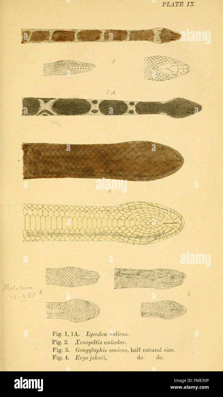 La planche IX de *Indian Snakes* fournit des illustrations et des descriptions de diverses espèces de serpents indigènes de l'Inde, mettant l'accent sur leur comportement, leur habitat et leur identification. Banque D'Images
