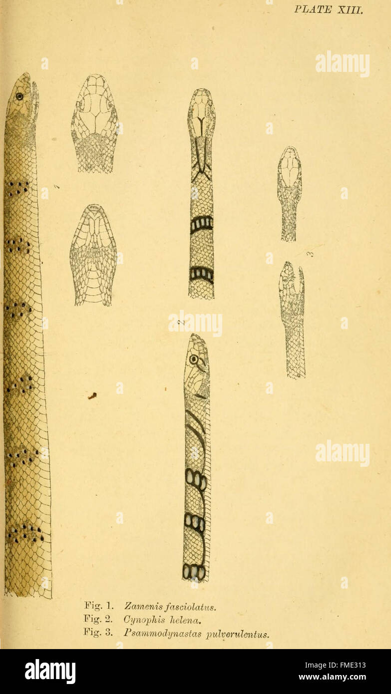 'Indian Snakes' (planche XIII) offre des illustrations détaillées de diverses espèces de serpents trouvées en Inde, mettant en valeur leurs caractéristiques physiques et leurs habitats naturels. Banque D'Images