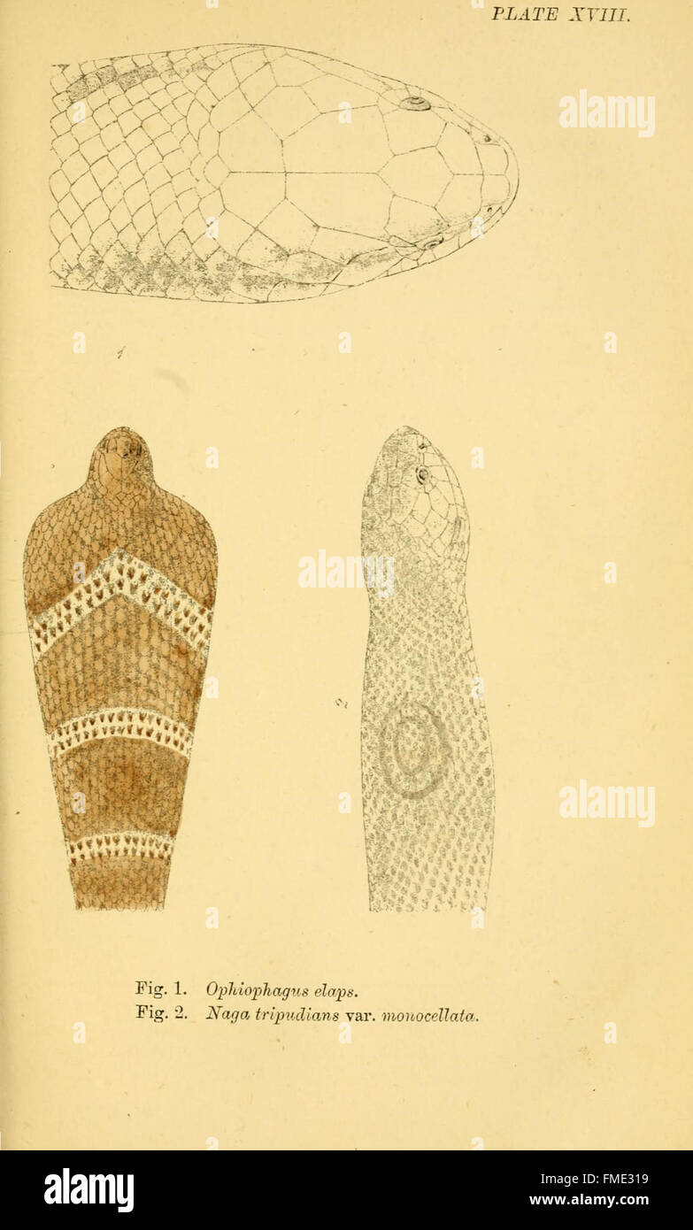 La planche XVIII de 'Indian Snakes' présente des illustrations détaillées de diverses espèces de serpents trouvées en Inde, soulignant leurs caractéristiques physiques, leurs habitats et leur importance écologique. Banque D'Images