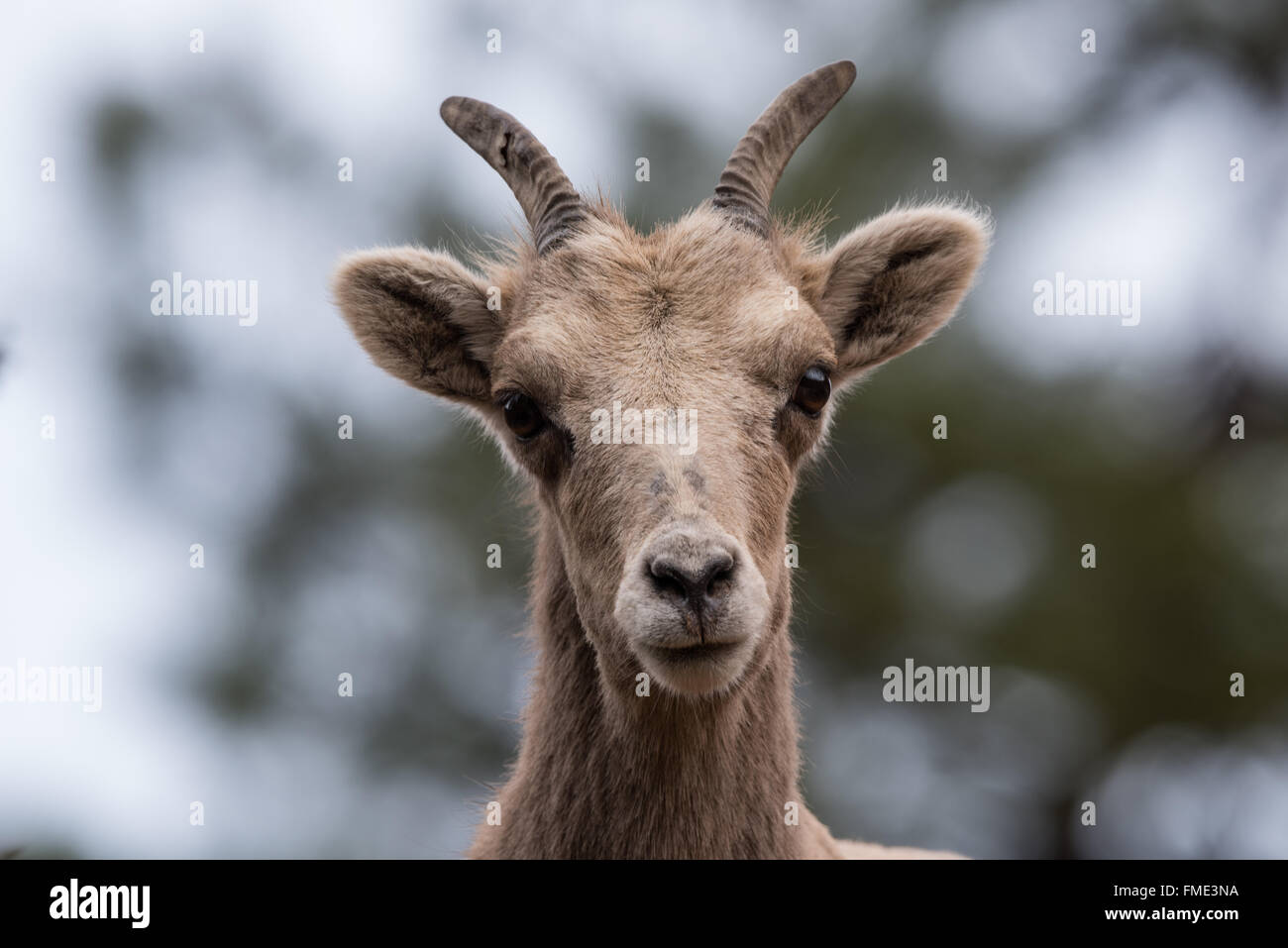 Désert le mouflon d'ewe, Zion National Park, Utah Banque D'Images